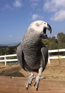 Congo African Grey Parrot